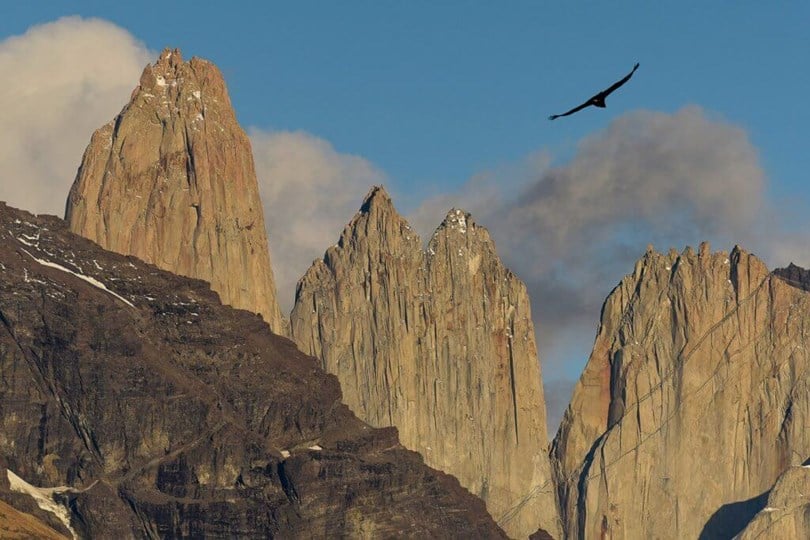 where to see condors - Torres del Paine