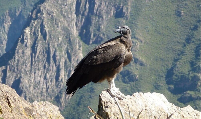 where to see condors - Colca Canyon, Peru