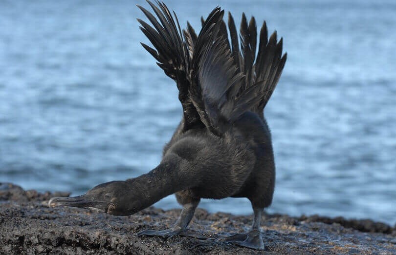 Galapagos animals - flightless cormorant