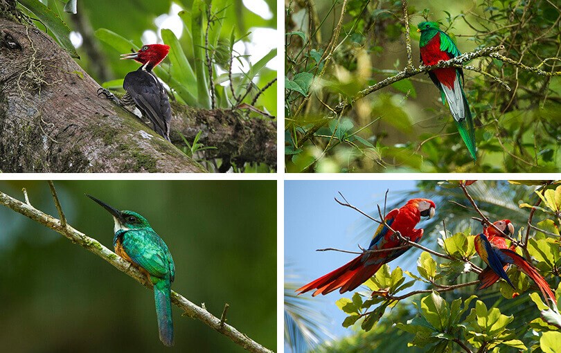 A-Z of Costa Rica's bird life | Veloso Tours