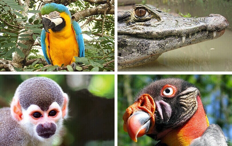 Wildlife on Brazilian Amazon Cruise