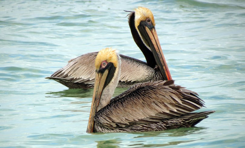 Celestun Pelicans
